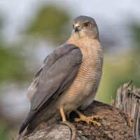 Shikra